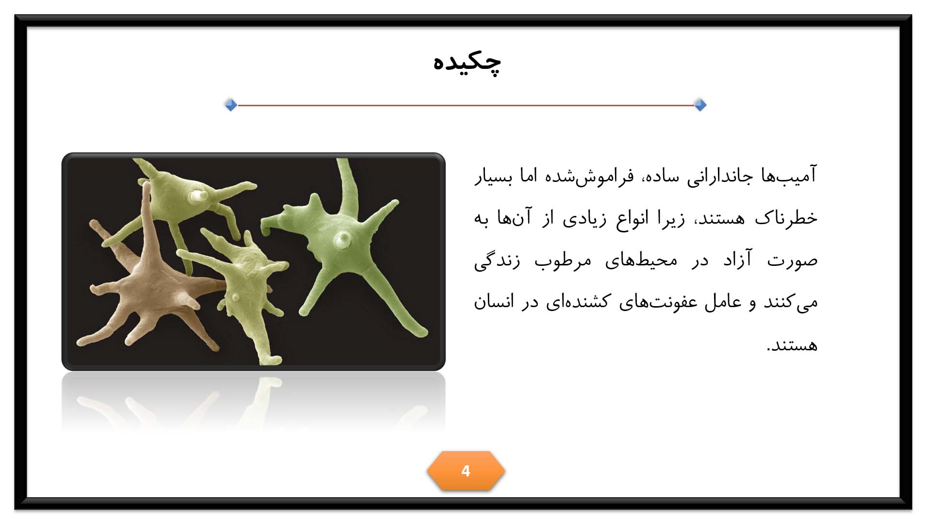 پاورپوینت در مورد آمیب 